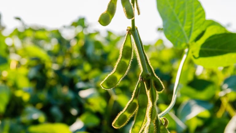 Agricultural Solutions